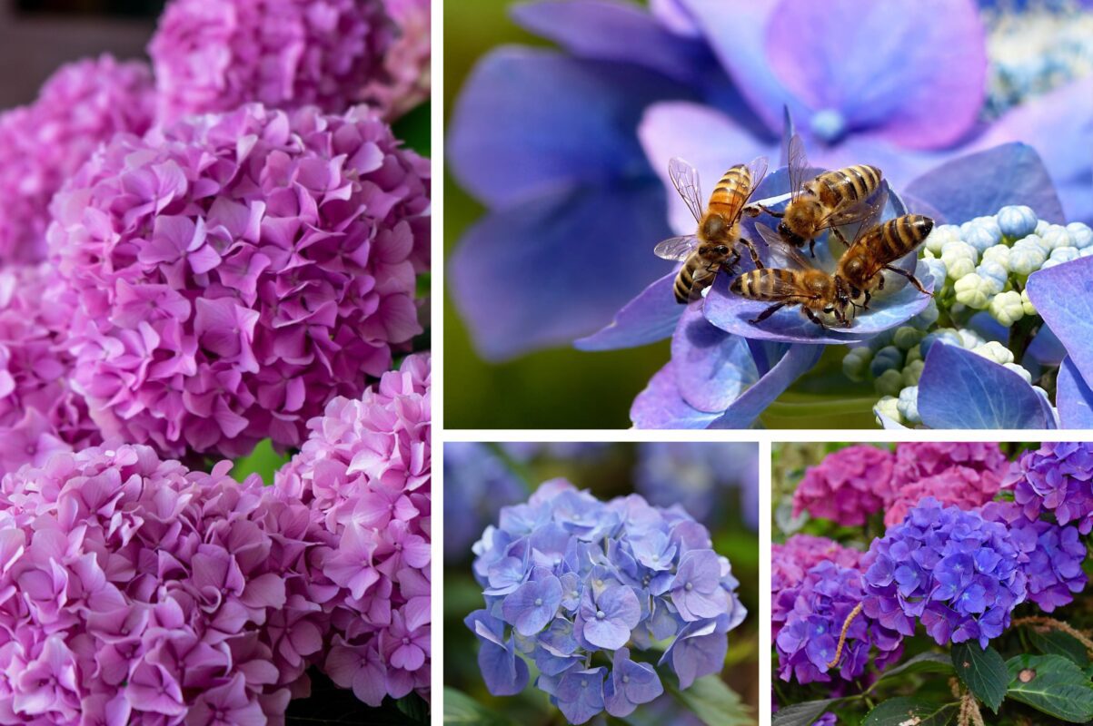 Садівники розповіли, що внести в ґрунт, щоб зробити гортензії яскравішими