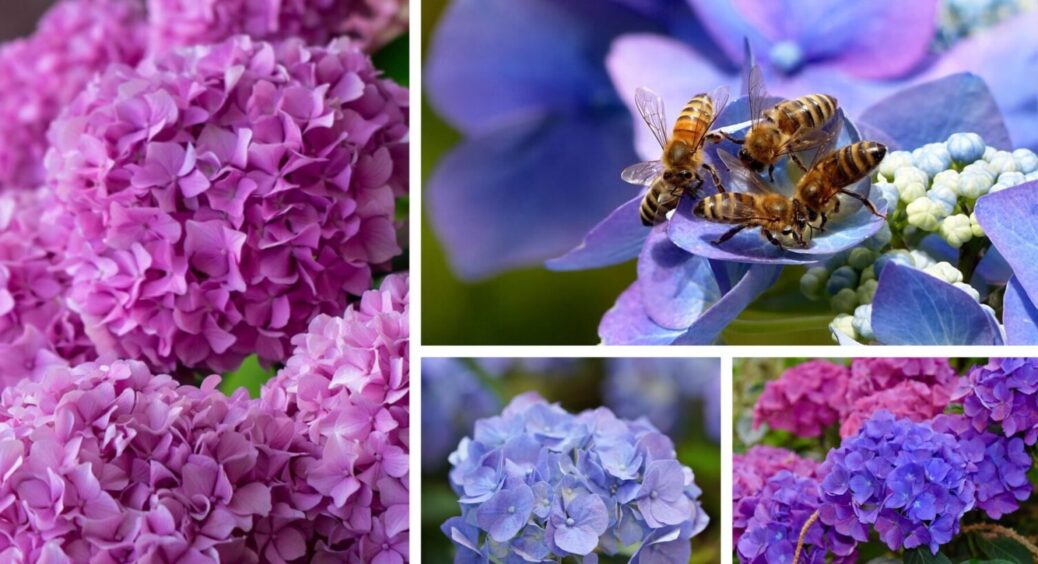 1 продукт в ґрунт – і цвіт гортензії вдвічі рясніший: чим підживити квітку в саду 