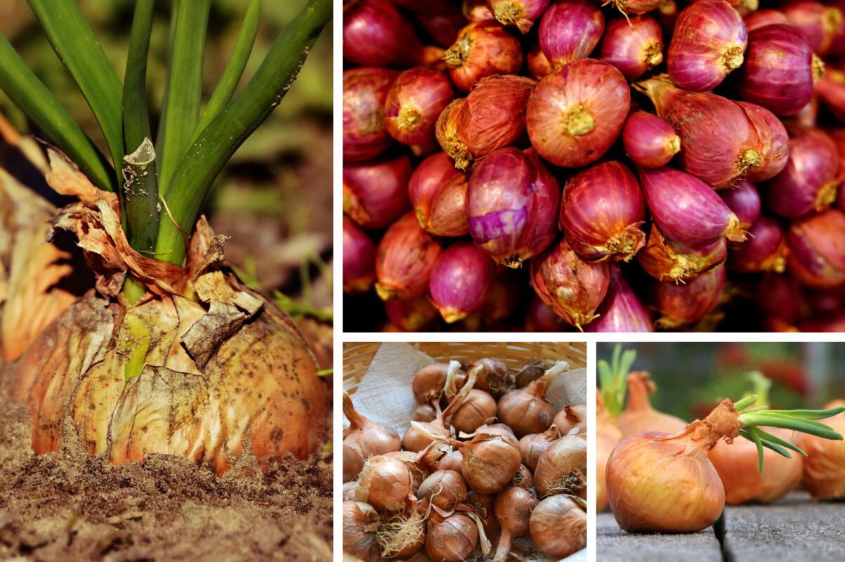 Городники розповіли, як зрозуміти, що озима цибуля вже дозріла