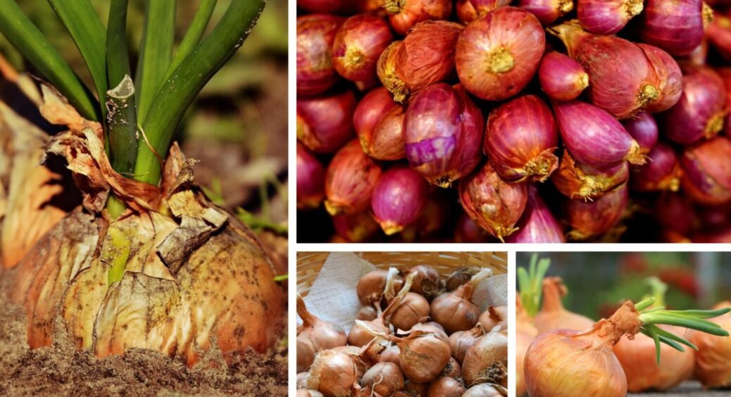 3 ознаки, що озима цибуля вже готова: як зрозуміти, що овоч вже дозрів і можна збирати врожай 