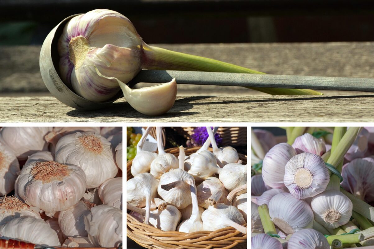 Дачники розповіли, що додати до лунки під час посадки озимого часнику