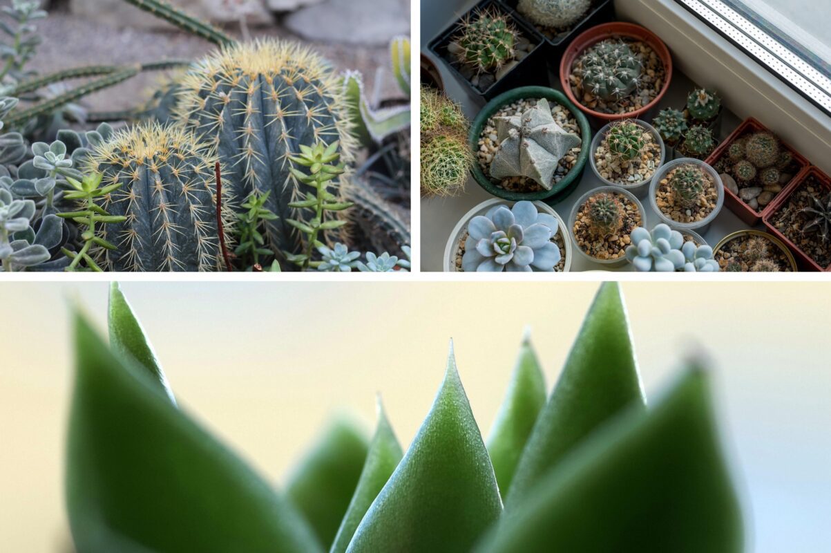 Квітникарі розповіли, як прибрати пил з кімнатних рослин надовго