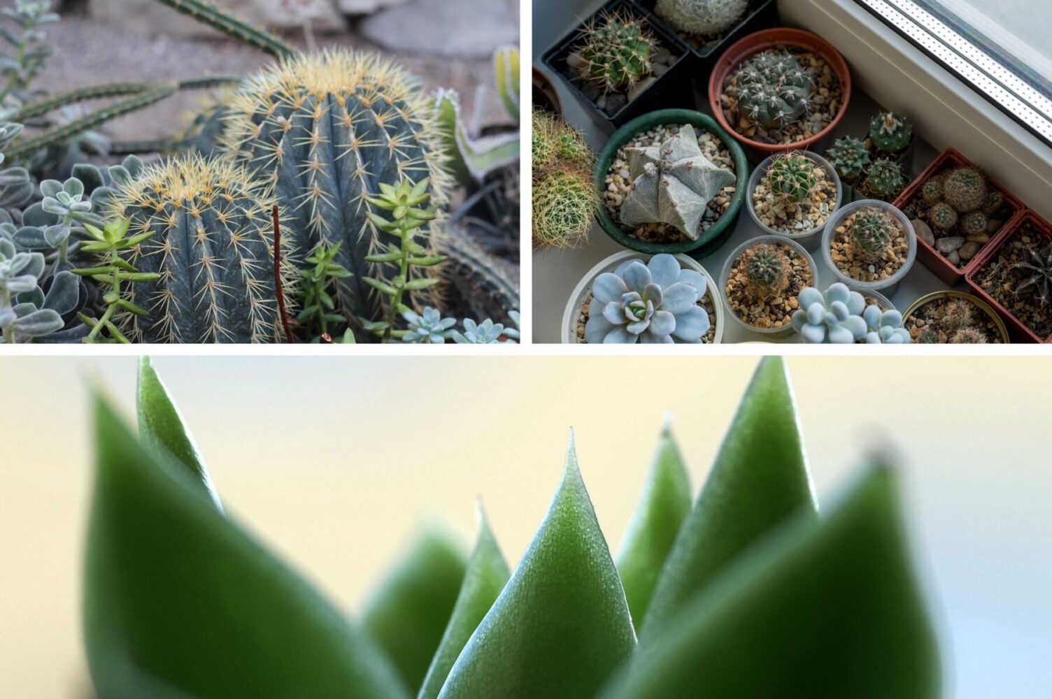 Квітникарі розповіли, як прибрати пил з кімнатних рослин надовго