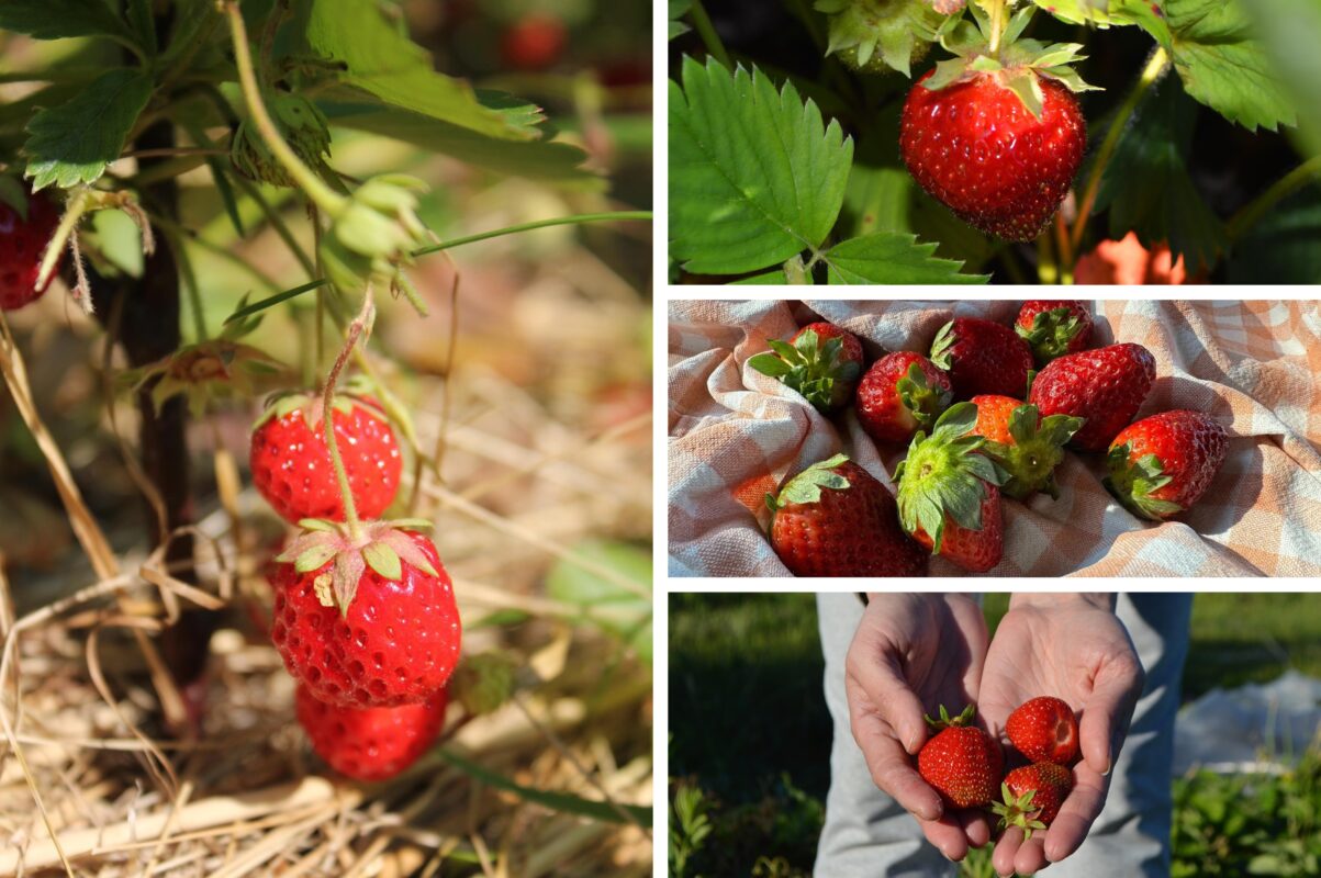 Садівники розсекретили морозостійкі сорти полуниці, які плодоносять довго