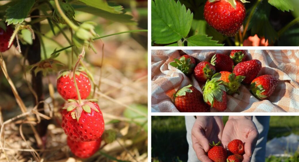 Ці 3 сорти дають врожай і в мороз, і в спеку: посадіть таку полуницю – рекордсмен 2025-2026 