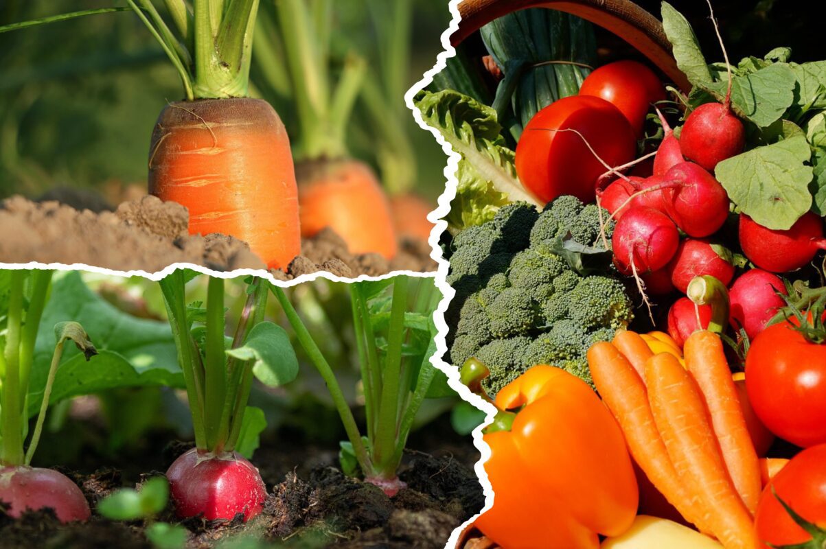 Дачники розповіли, які овочі висадити під зиму для раннього врожаю