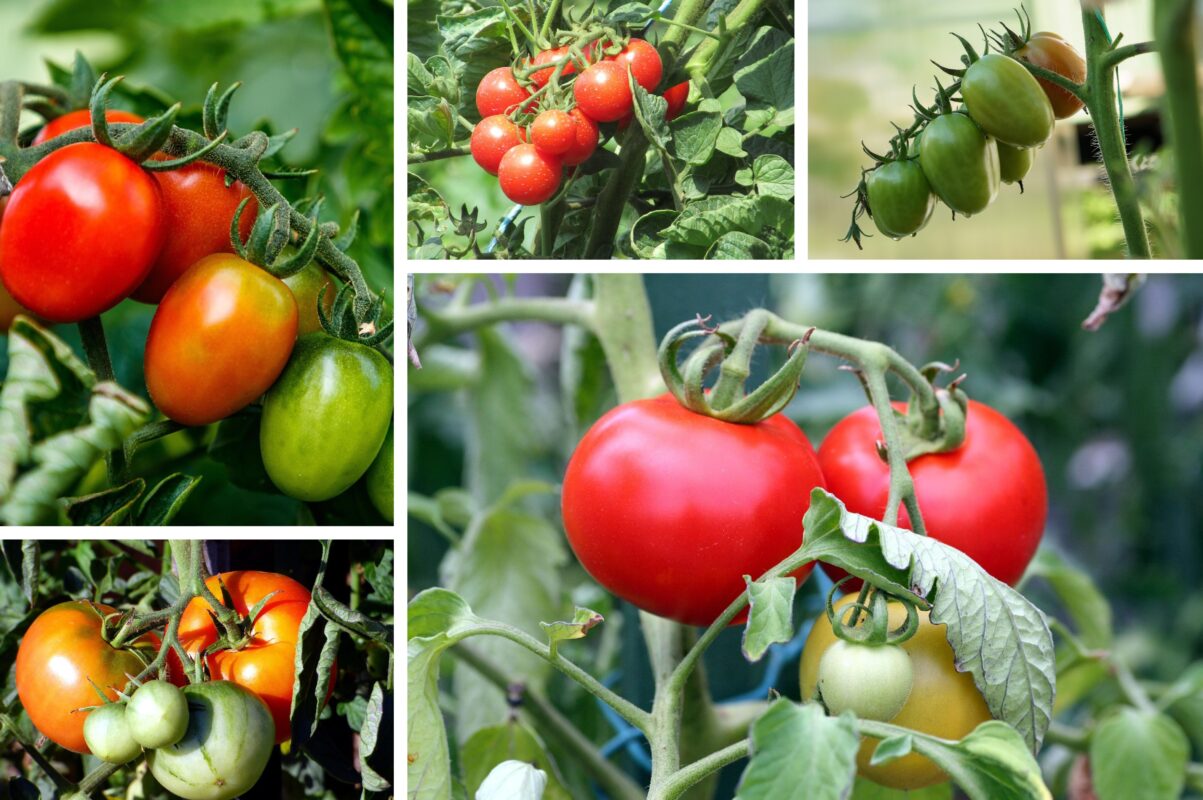 Агрономи назвали найкращі сорти помідорів, які щороку дають високий врожай