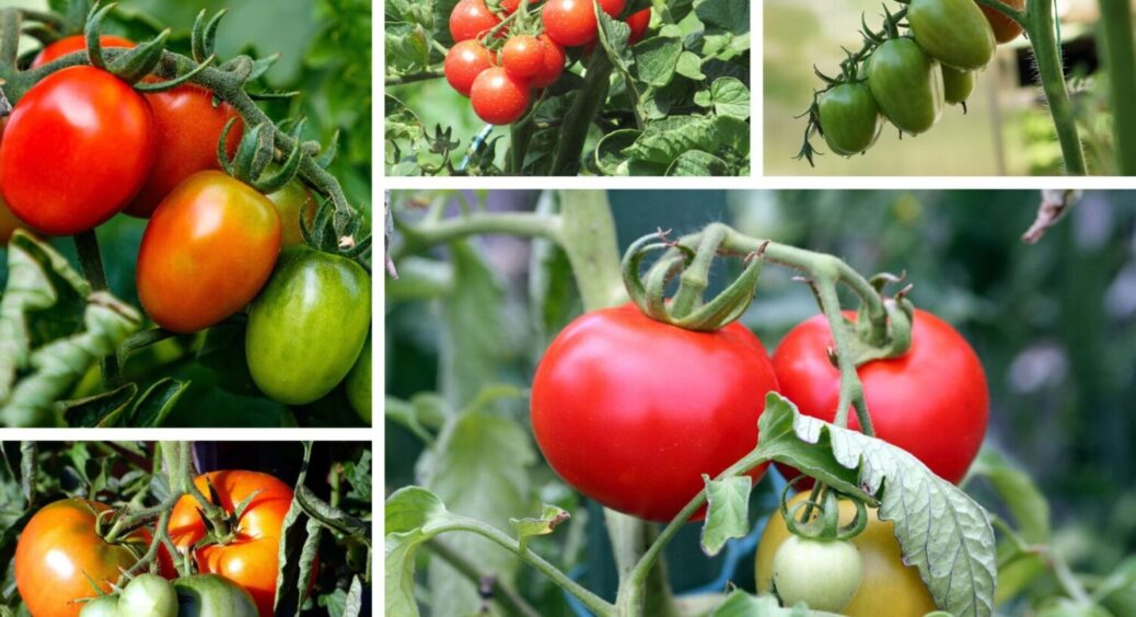Спека не полишає грядки, а ці томати тримаються: сорт, який я обираю для Одещини і Миколаївщини 