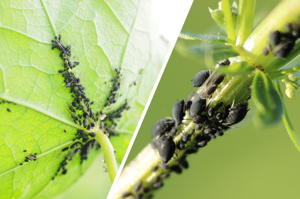 Городники розповіли, як прибрати тля в саду одним дієвим способом