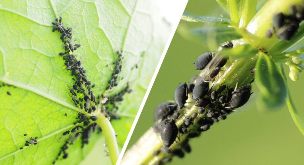 Справжній ворог у саду – приберіть його негайно! Де зимує тля і як її позбутись – 1 спосіб 