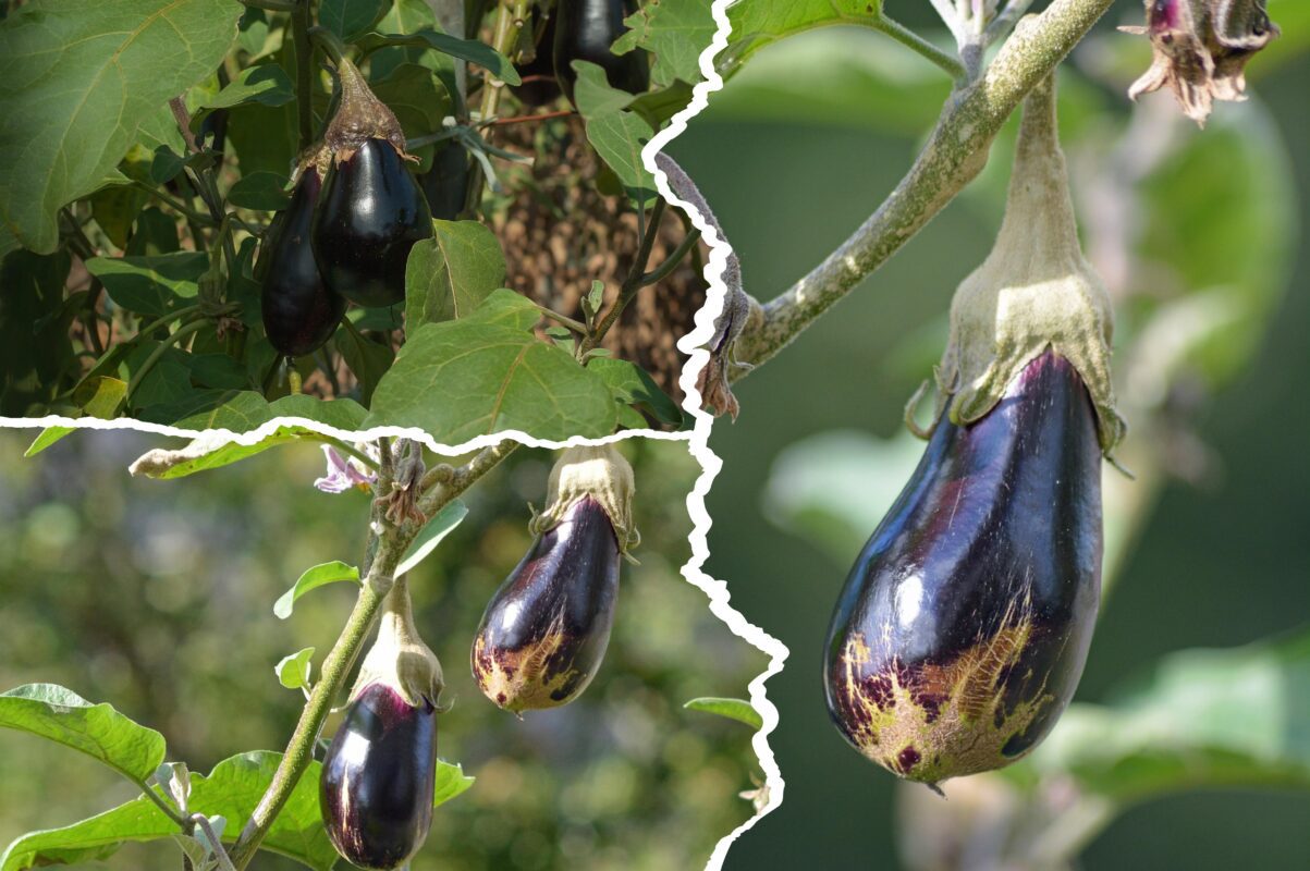 Агрономи розсекретили найкращі сорти баклажанів для вирощування