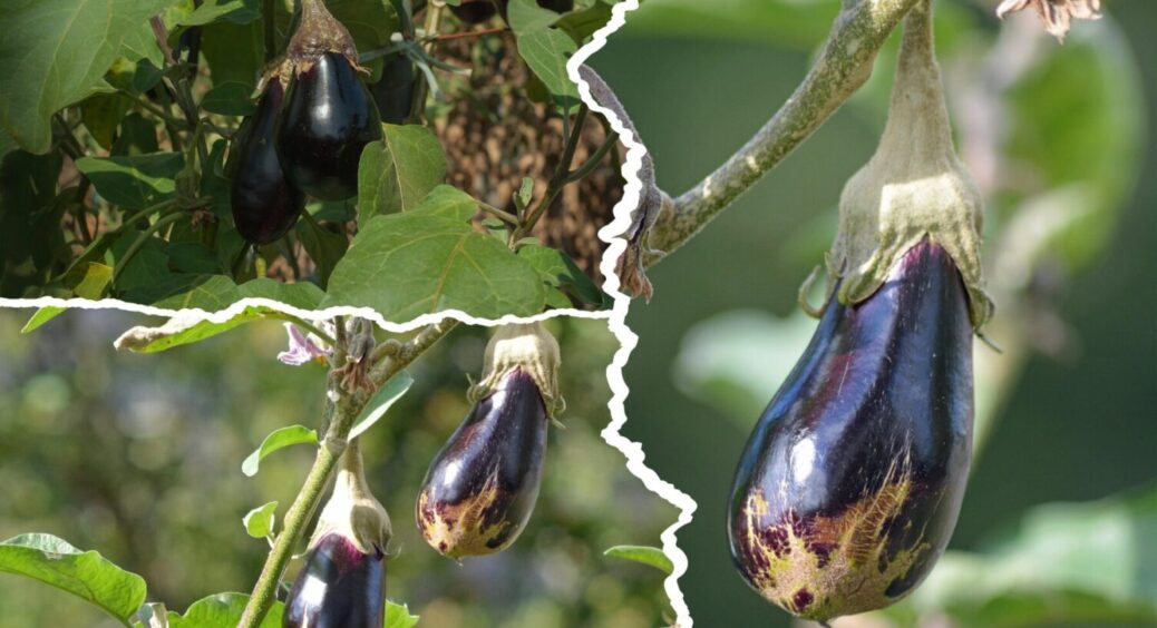 Ці 3 сорти баклажанів – справжні “роботяги”: дають рекордний врожай на Полтавщині щороку 