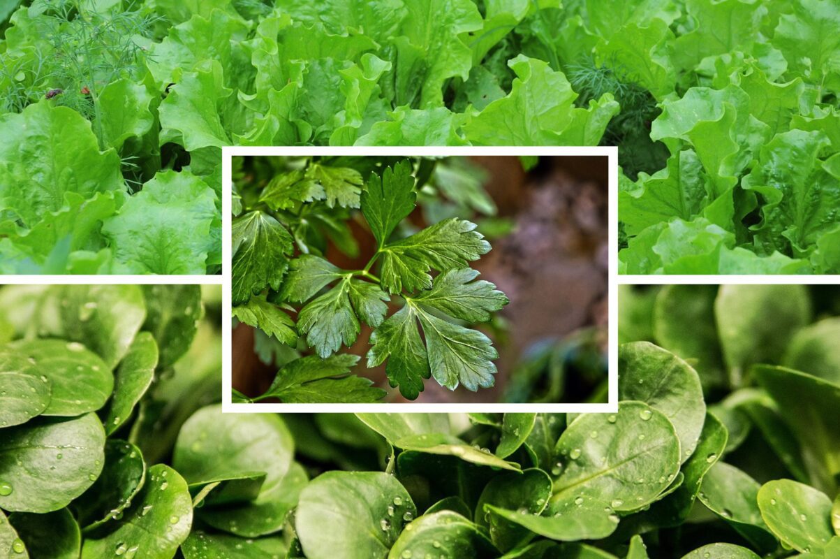 Городники розсекретили список зелені, яку можна посіяти в листопаді 2025