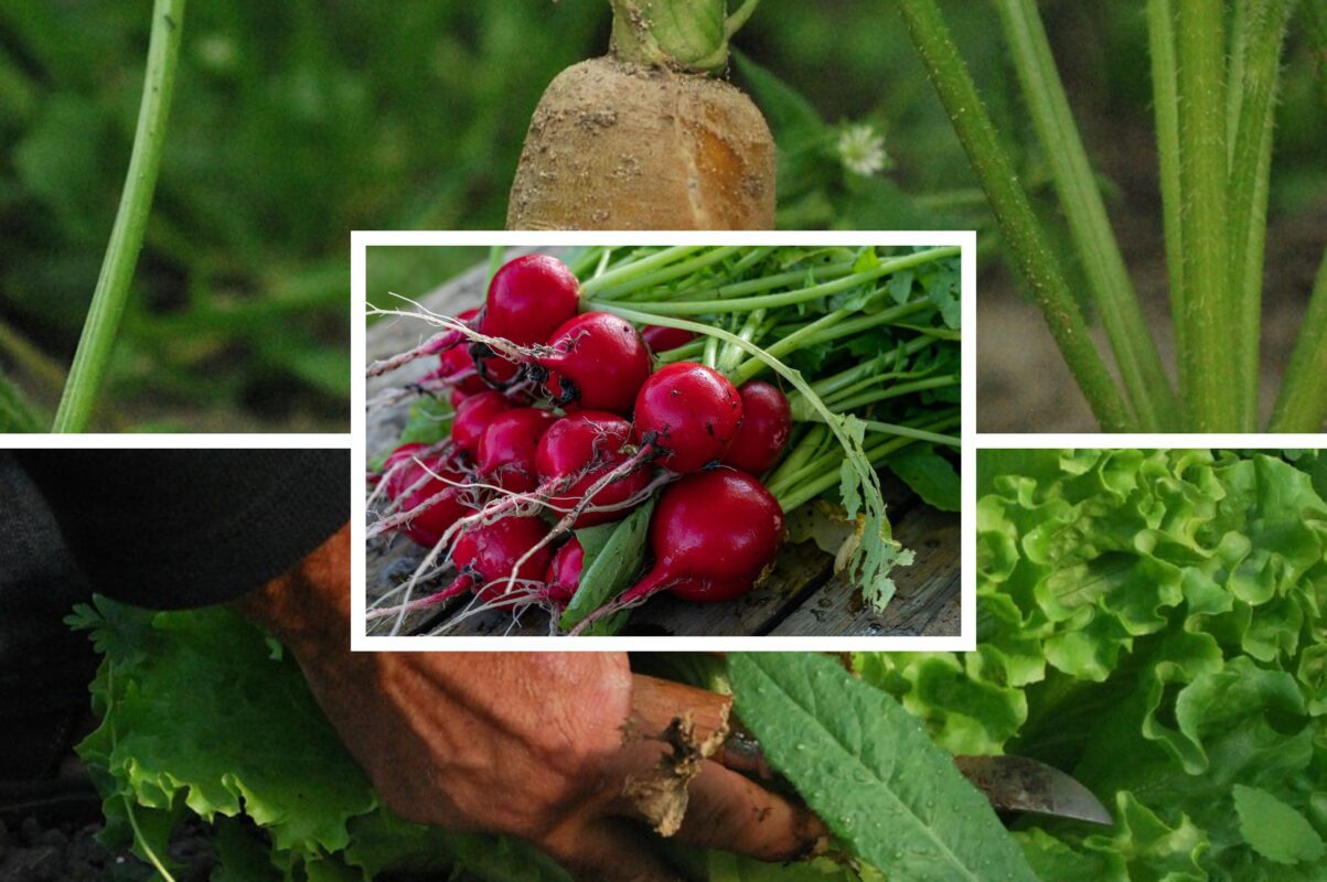 Городники розсекретили посівний календар для дачників на грудень 2025