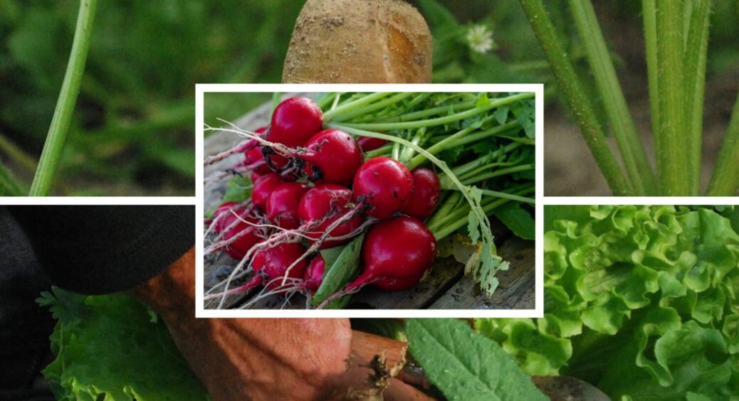 Посівний календар для дачників на грудень 2025: які 7 культур можна посіяти взимку 