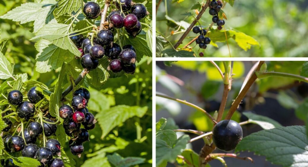 До 5 грудня ще можна: чим обробити смородину, щоб підвищити її врожайність в 2026-му 