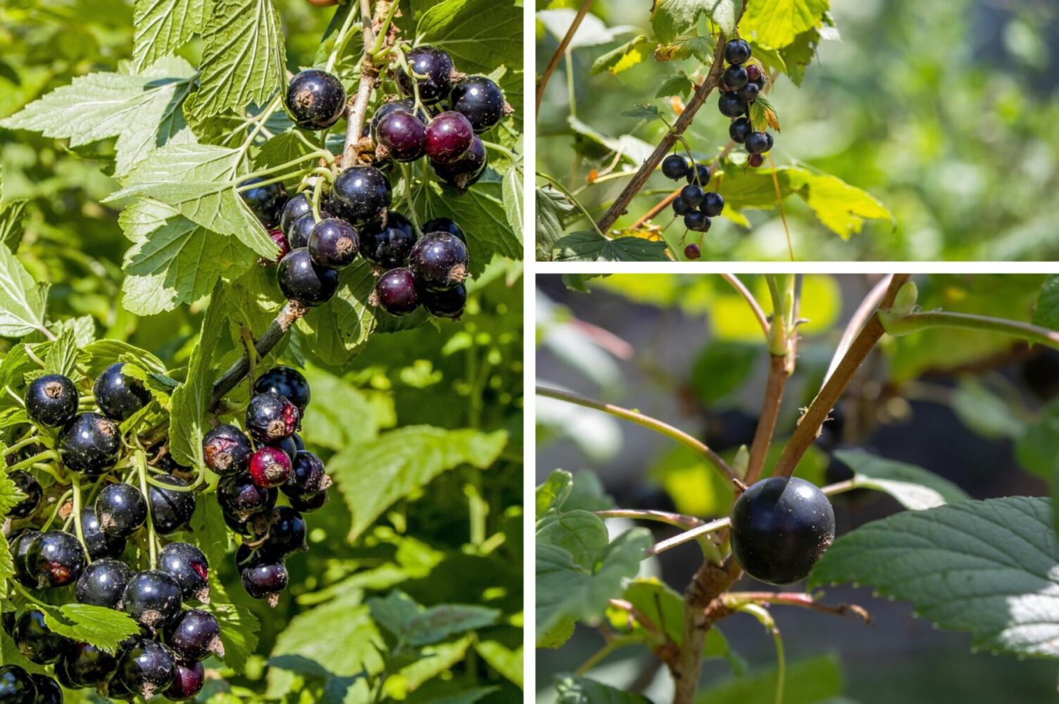 Садівники розповіли, чим обробити смородину до настання стабільних заморозків