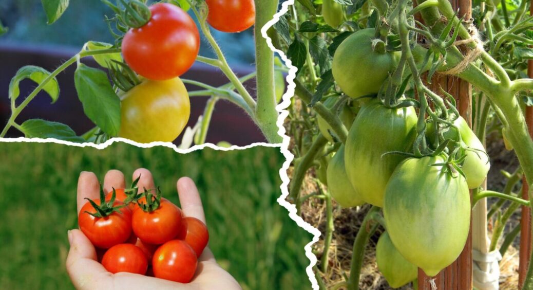 Такі маленькі, і такі смачненькі: урожайність цього сорту помідорів до 22 кг на Львівщині 