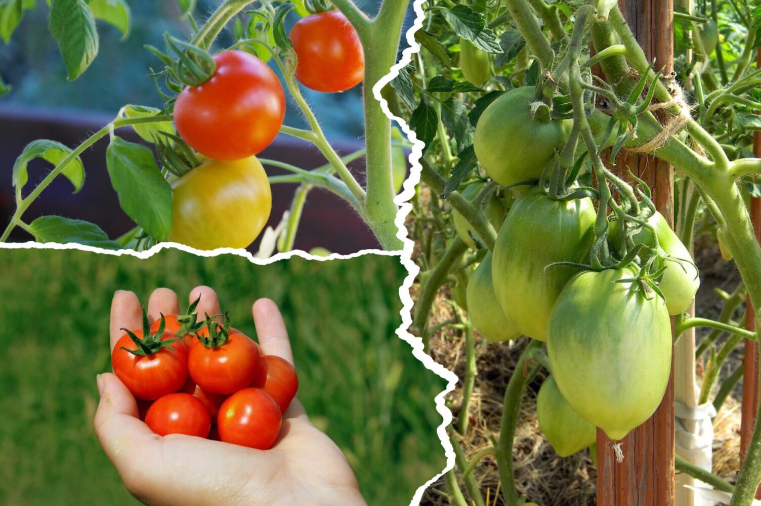 Агрономи порекомендували найврожайніший сорт помідорів для вирощування