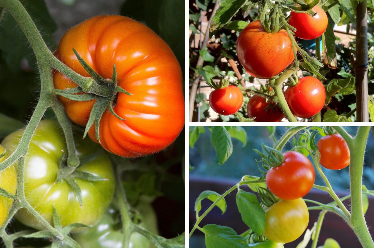 Агрономи назвали три найгірші сорти томатів, які краще не вирощувати