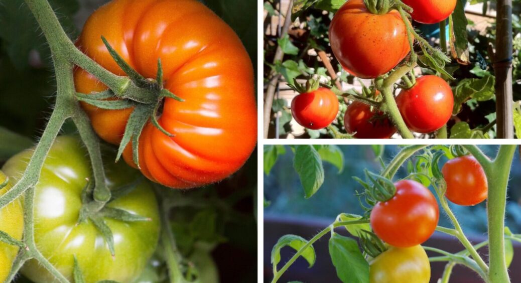 Ці 3 сорти помідорів — справжнє розчарування: на смак, наче пластик і аромату нуль 