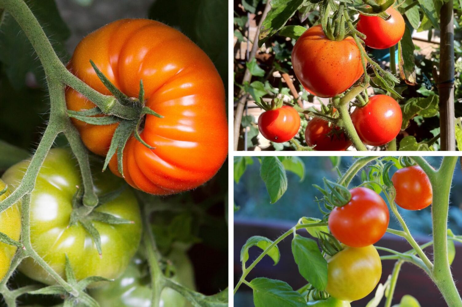Агрономи назвали три найгірші сорти томатів, які краще не вирощувати