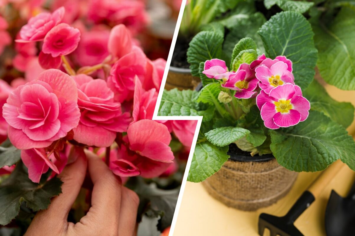 Садівники розповіли, що слід зробити з геранню, якщо в неї жовтіє листя