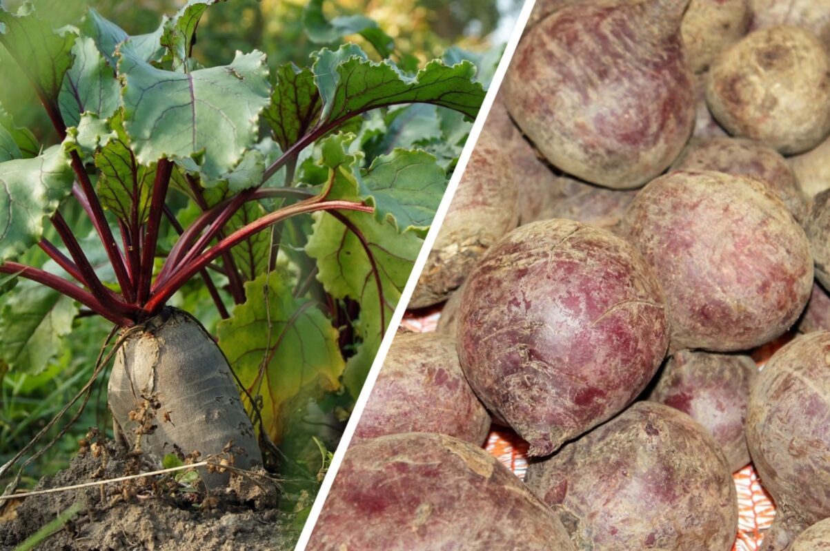 Городники розповіли, як зберегти врожай буряків до літа 2026