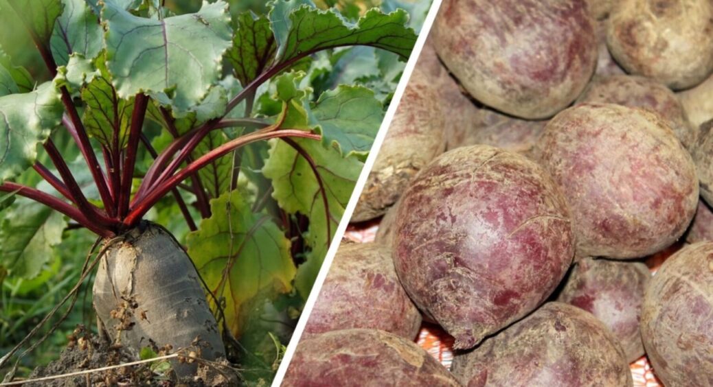 Соковитий, ніжний буряк до травня 2026, наче з грядки: і підвал зовсім не обовʼязковий 