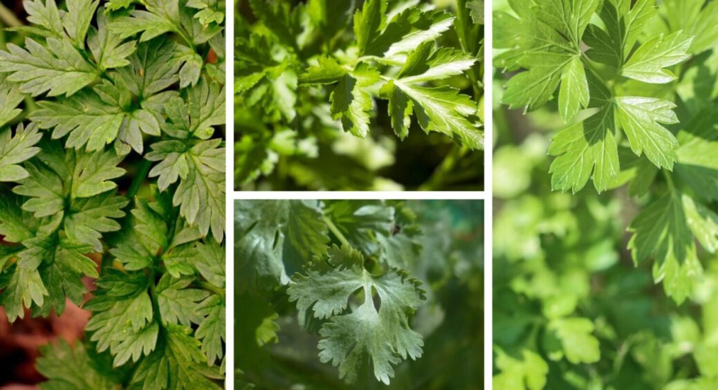 1 крок – і петрушка соковита й ароматна, як ніколи: як висаджувати зелень під зиму 