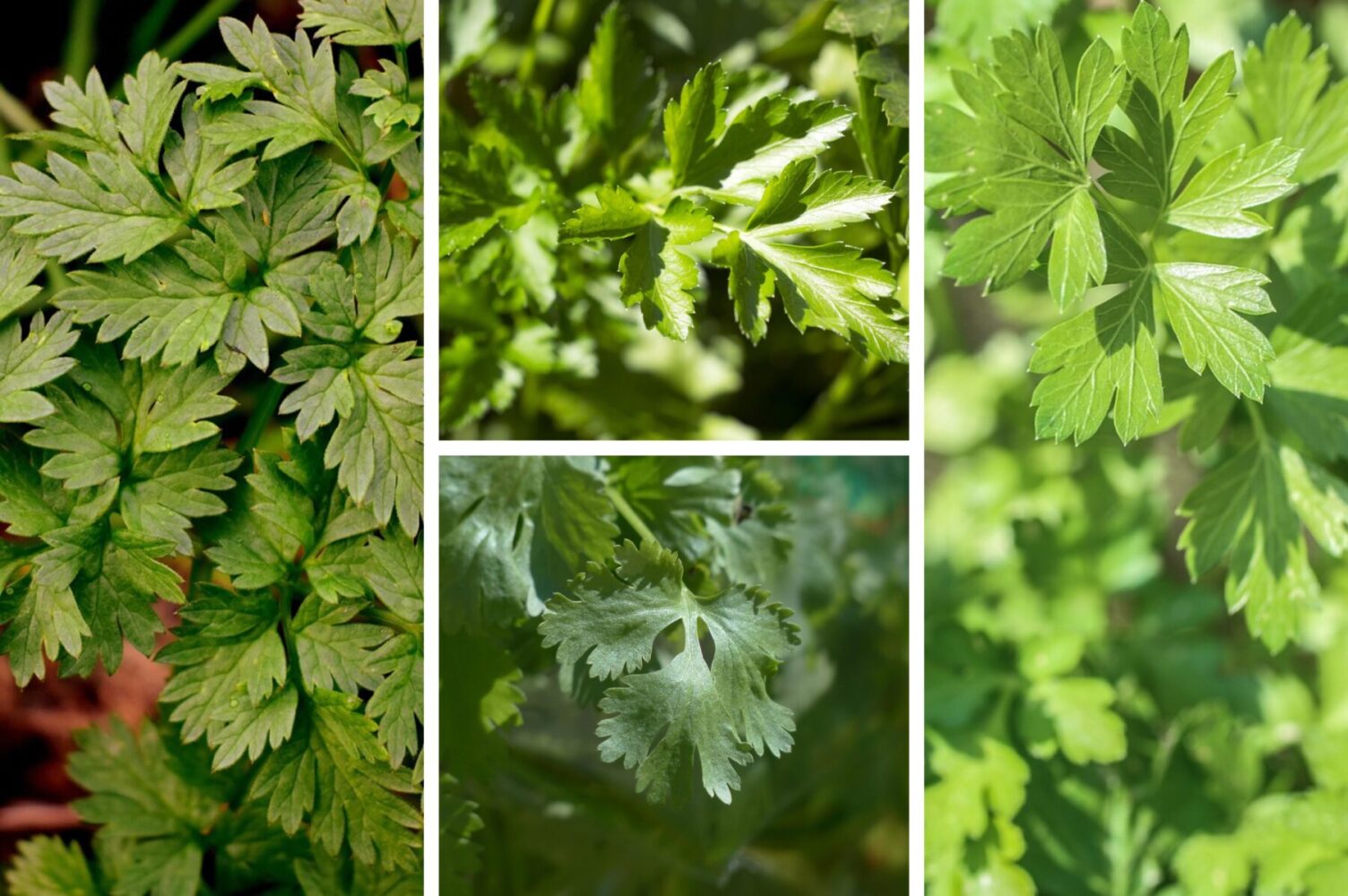 Городники розповіли, як посіяти петрушку під зиму в 2025-му