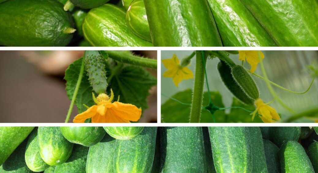 Огірки завалять урожаєм, якщо посієте цей сорт: солодкі, хрусткі та без гіркоти на всі 100 