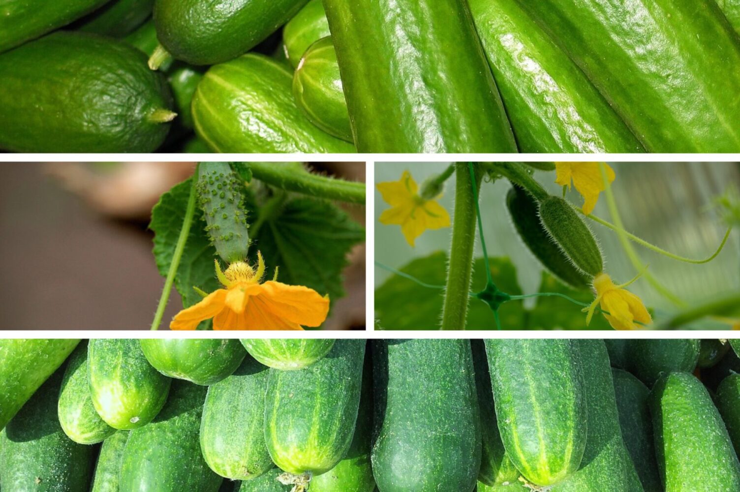 Агрономи назвали найродючіші сорти огірків, які стабільно дають високий врожай