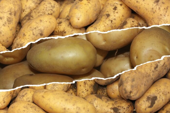 Експерт розповів, який сорт картоплі обрати на наступний сезон