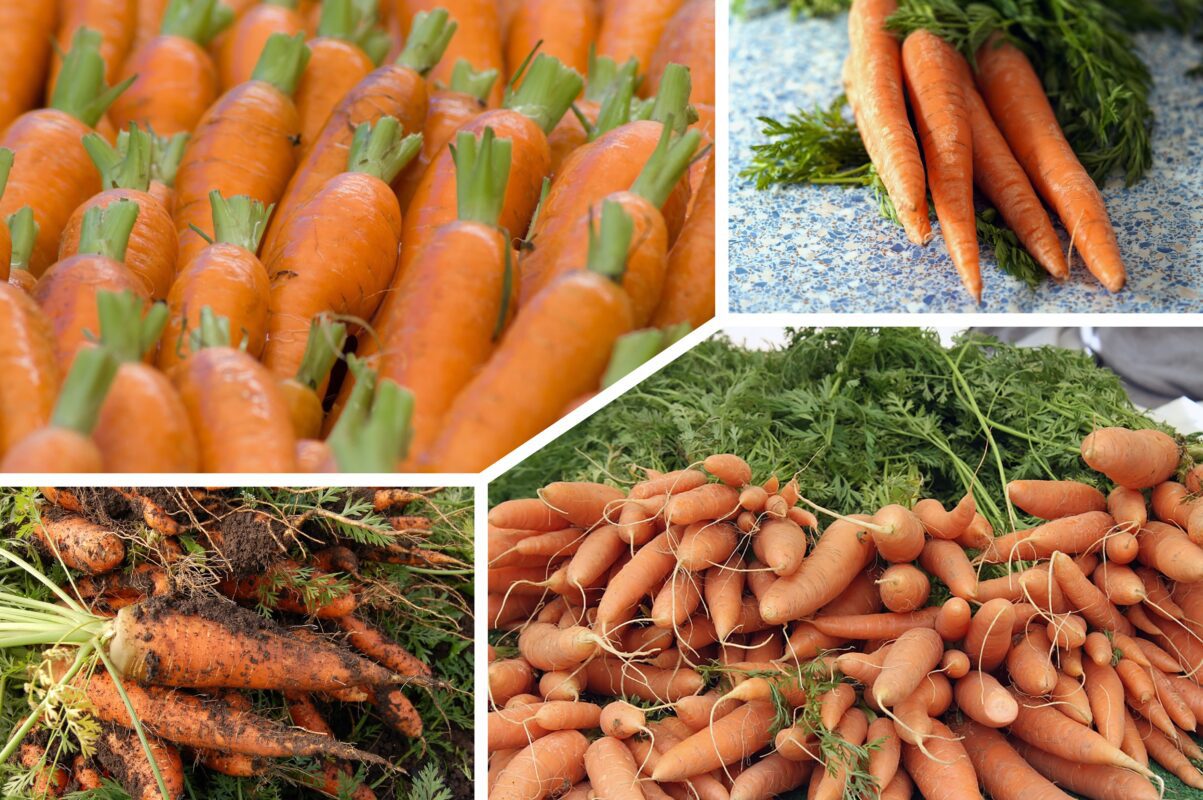 Експерт розповів, які сорти моркви варто сіяти під зиму