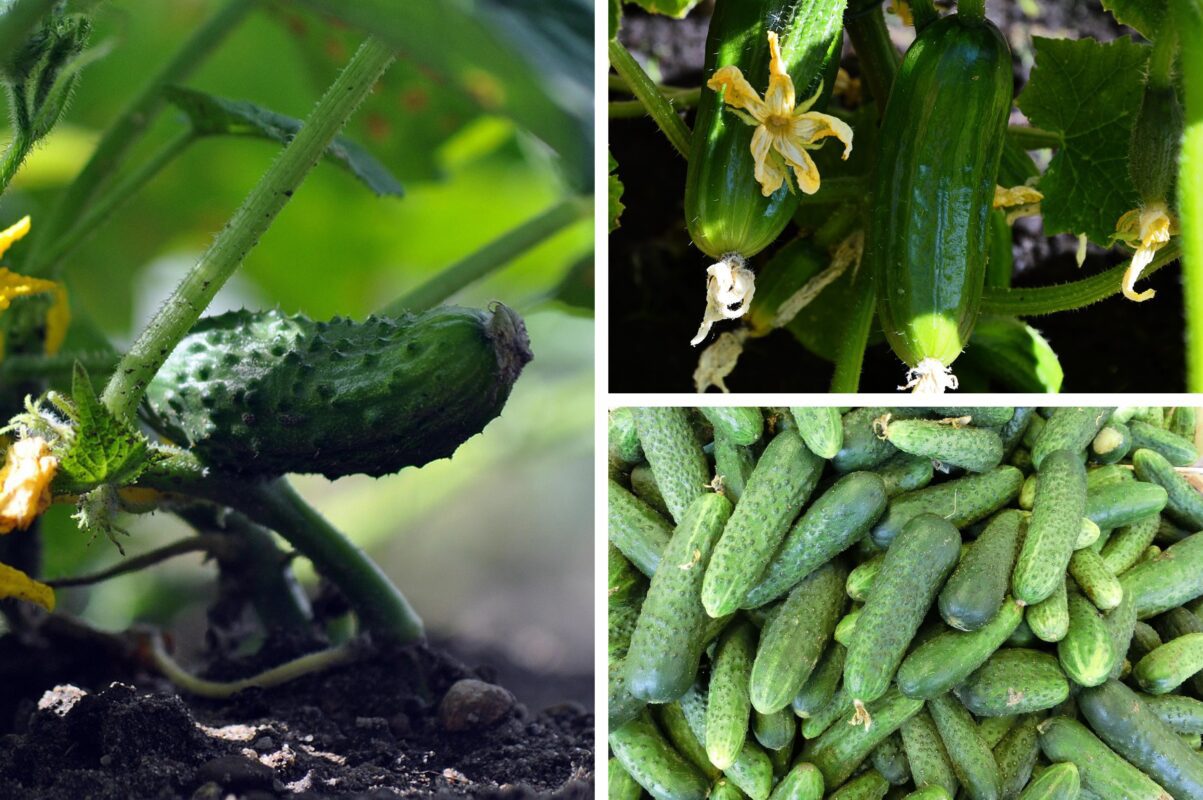 Городники розсекретили дві головні помилки, чому огірки не плодоносять