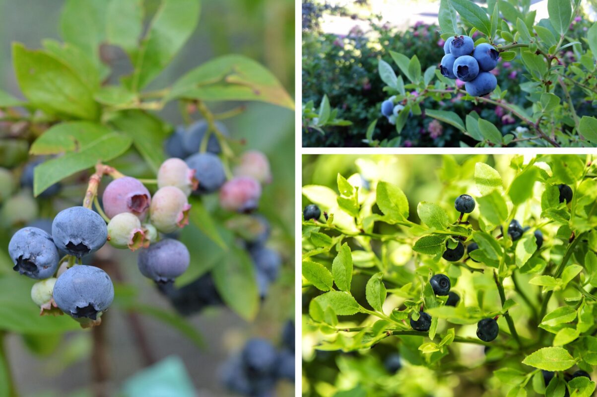 Садівники розсекретили найврожайніші сорти лохини для вирощування