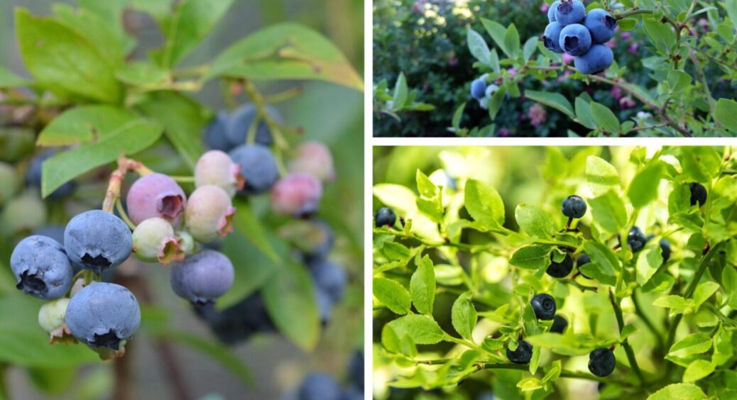 З року в рік висаджую лише їх: 4 сорти лохини, які бʼють всі рекорди – справжні чемпіони 