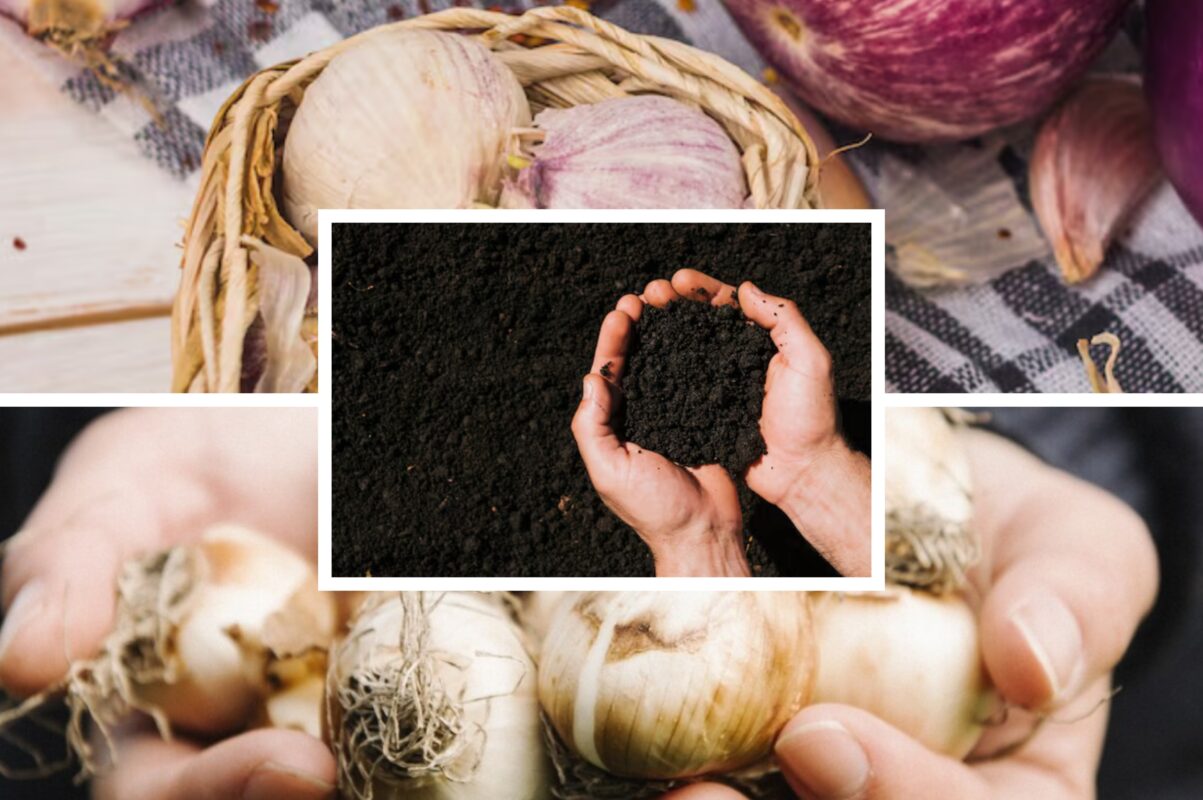 Дачники розповіли, як правильно підготувати ґрунт для озимого часнику та цибулі