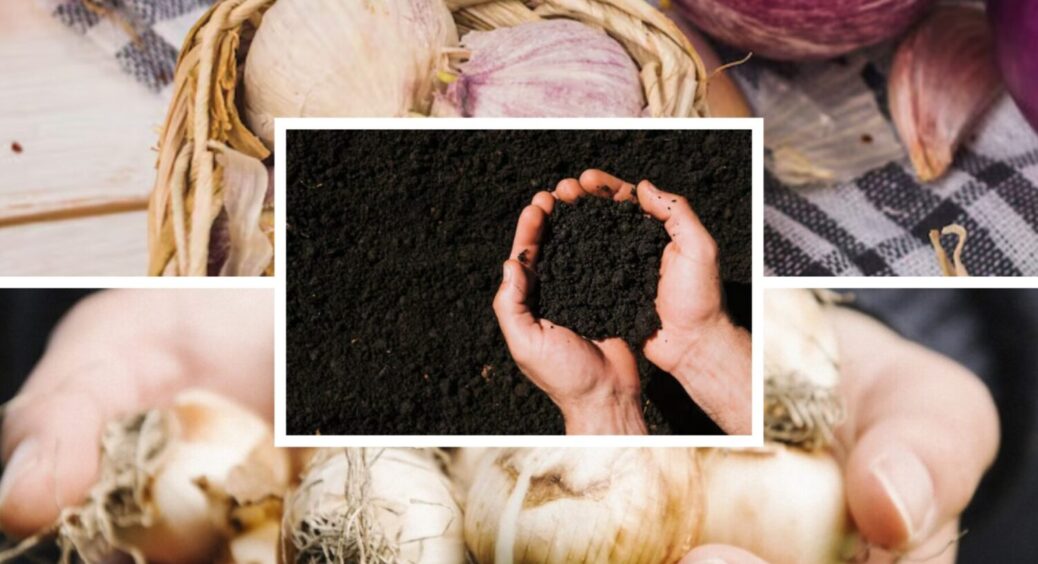 Секрет врожаю: як правильно підготувати ґрунт для озимого часнику та цибулі, щоб уникнути гнилі 