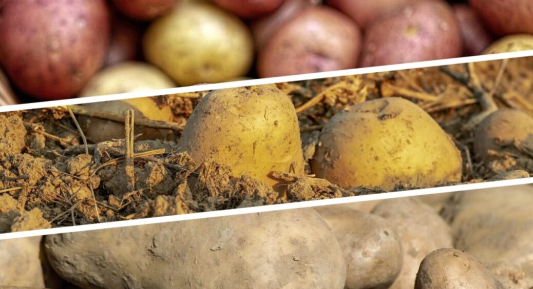 Грядка під картоплю виснажилася, але 1 осіння хитрість повернула їй силу — результат ВАУ 