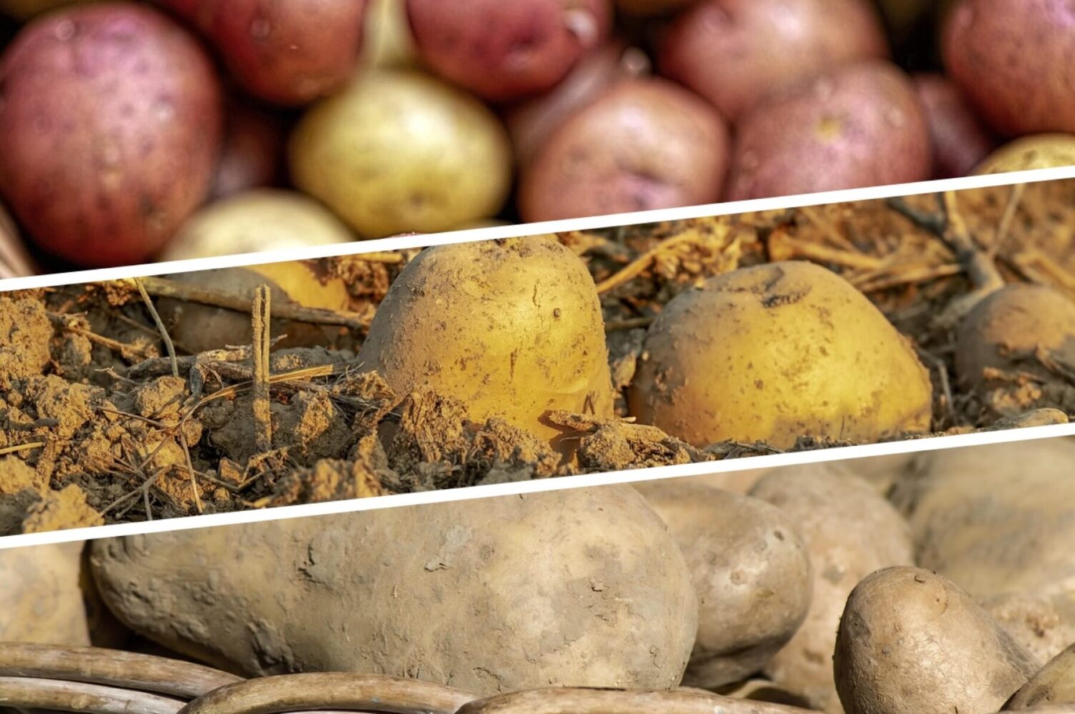 Експерт розповів, як відновити грядку після картоплі 