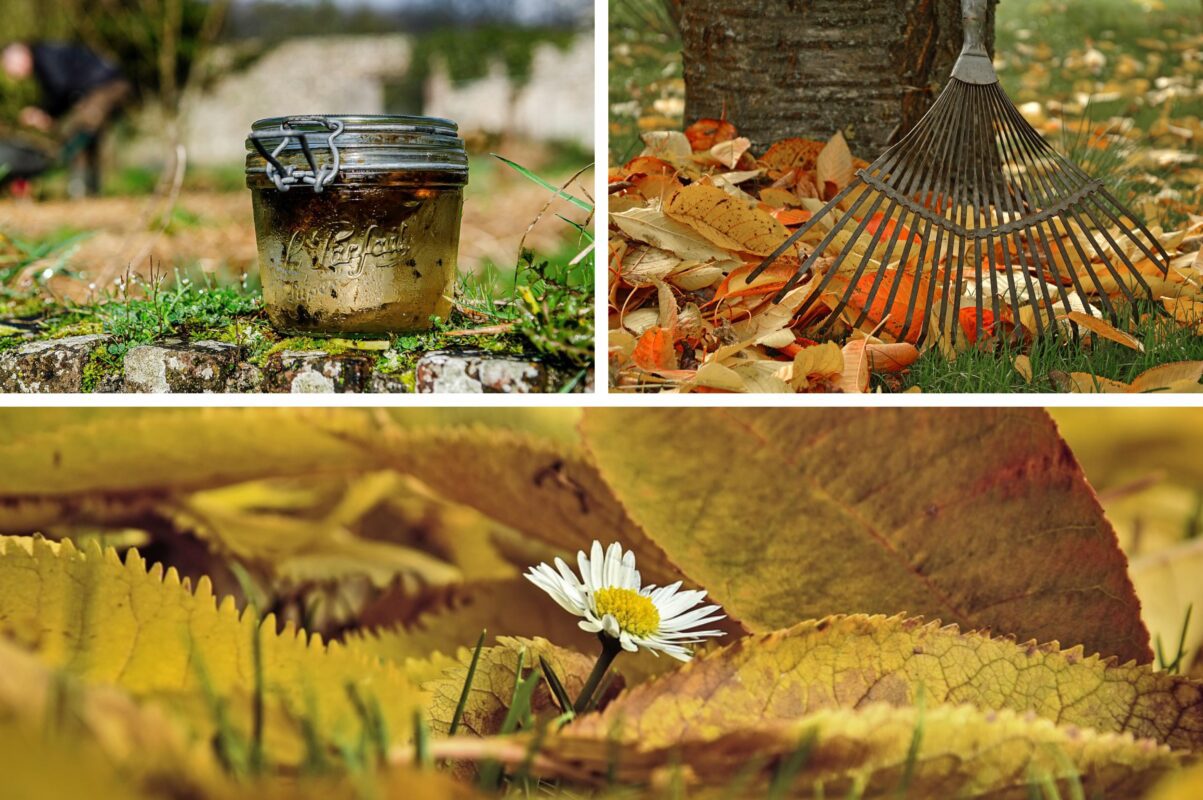 Городники розповіли, як приготувати поживне добриво з двох природних компонентів