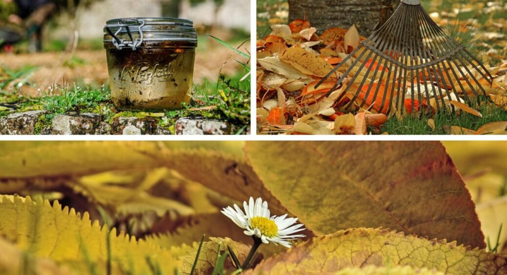 Змішую листя з цим розчином, і виходить чудо добриво – ідеальна заміна неідеальному навозу 