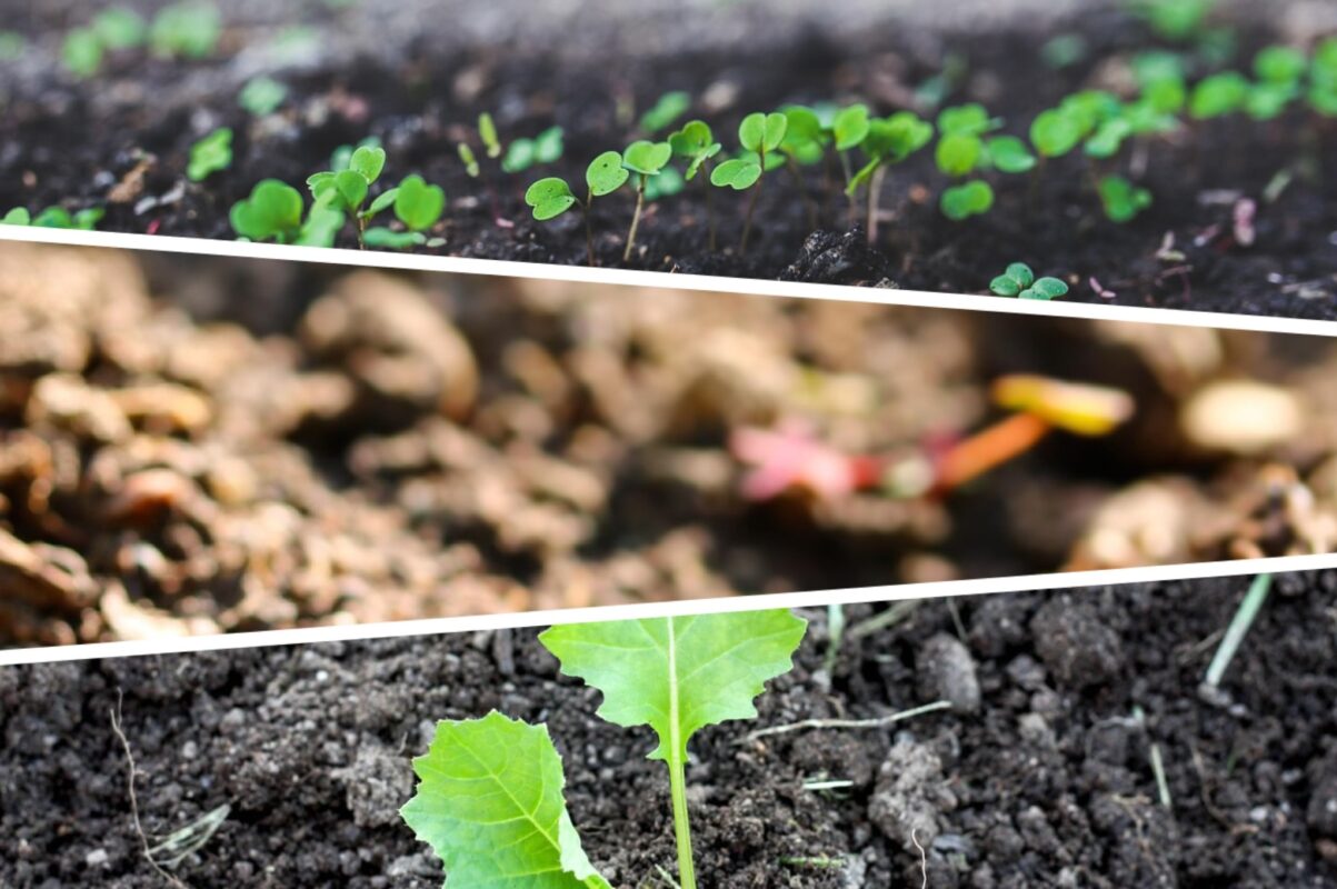 Експерт розповів, що необхідно зробити на грядках у листопаді