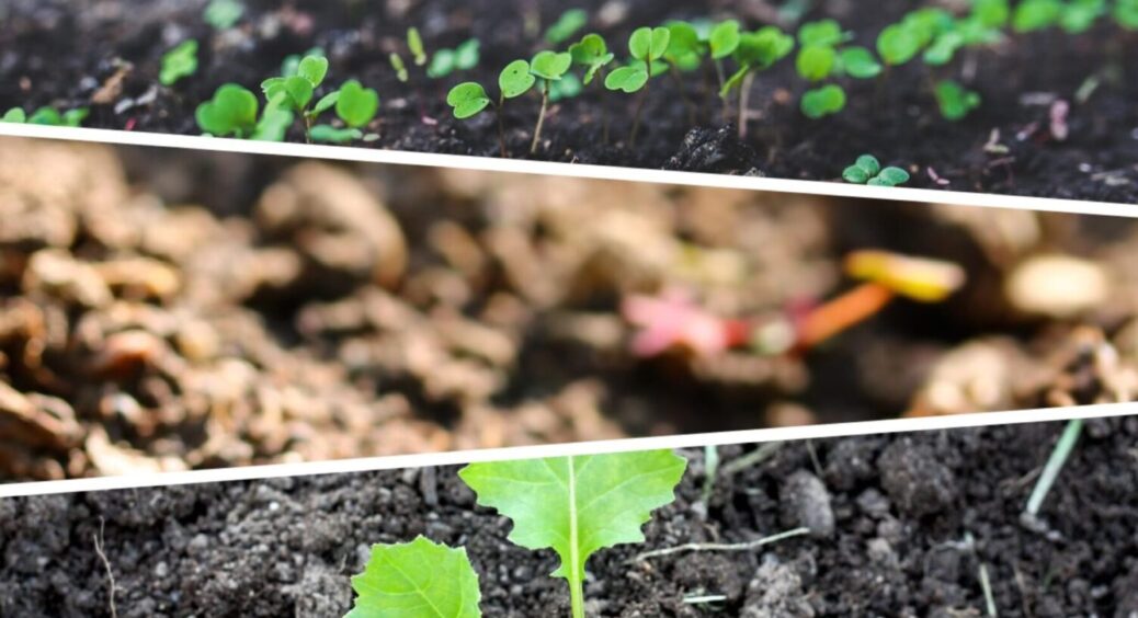 До 20-го листопада обов’язково: грядки у Чернівцях потребують цього, інакше урожаю не буде 