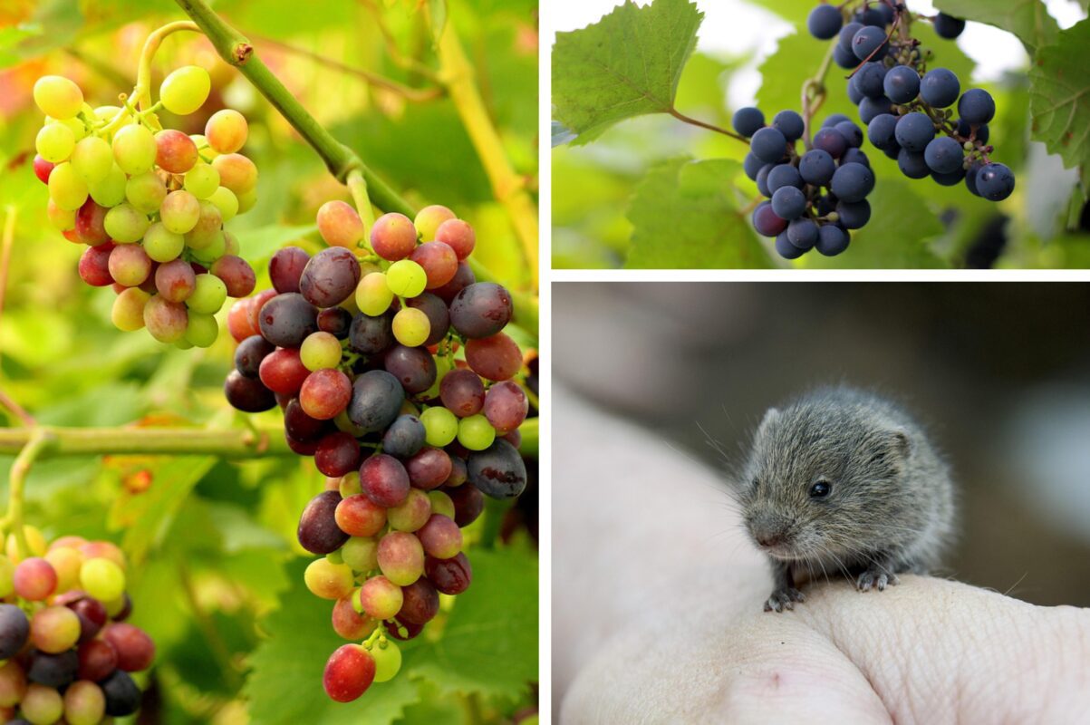 Садівники розповіли, як захистити виноград від атаки гризунів