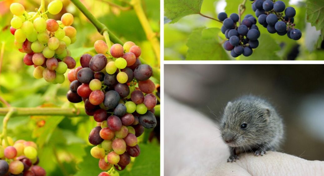 6 варіантів на вибір, як захистити виноград від гризунів: що радять садівники на осінь 2025 