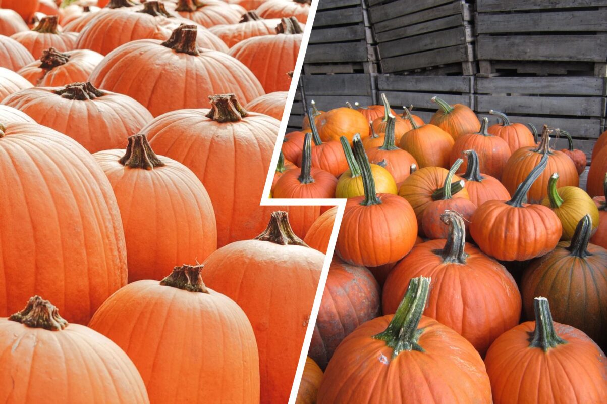 Городники розповіли, як приготувати поживне добриво з гарбузів