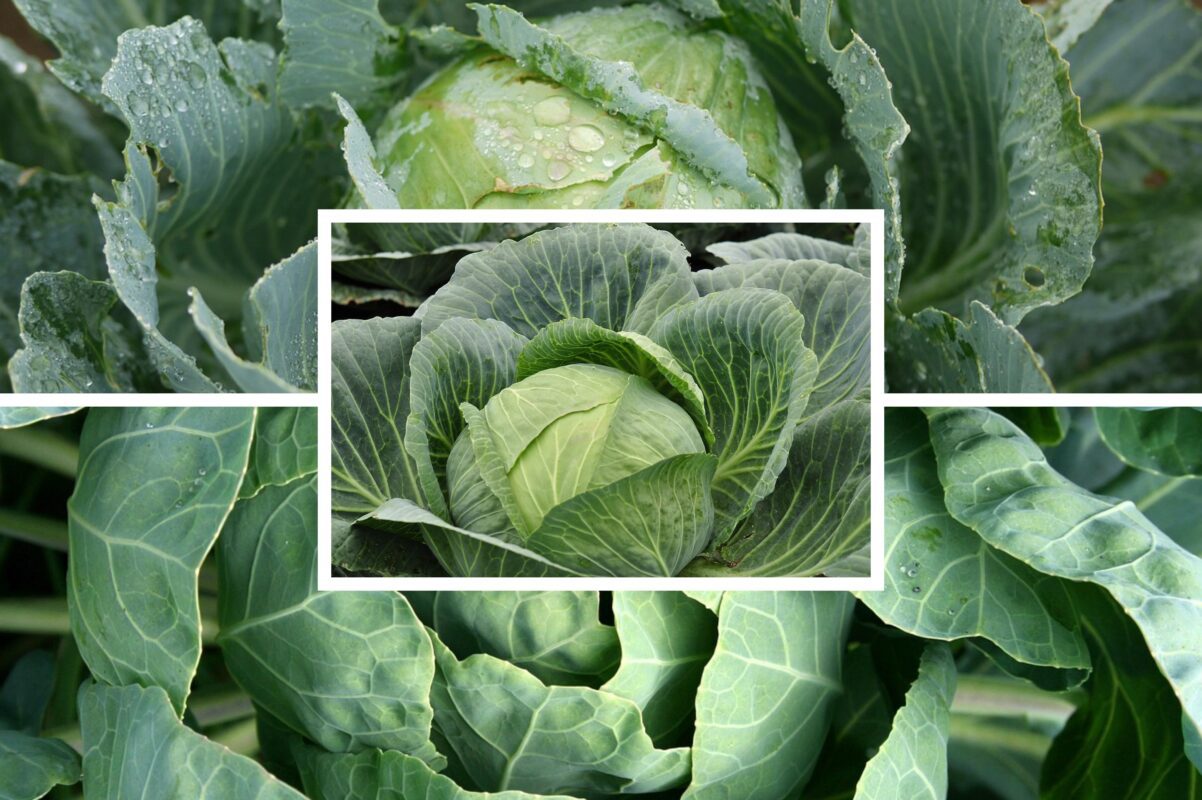 Агрономи розповіли, які невибагливі сорти капусти посадити під зиму